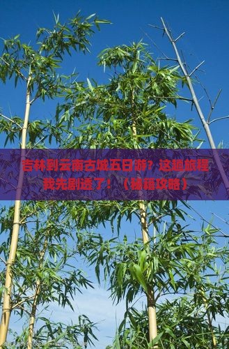 吉林到云南古城五日游
