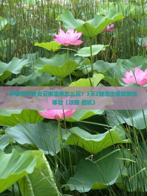 伊犁哈萨克去云南温泉旅行社