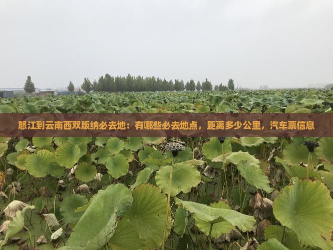 怒江到云南西双版纳必去地