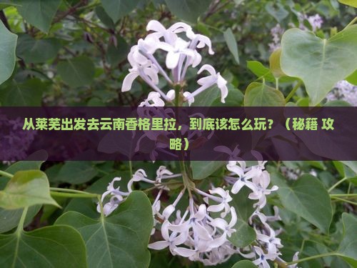 莱芜到云南香格里拉哪里玩 莱芜到云南香格里拉哪里玩