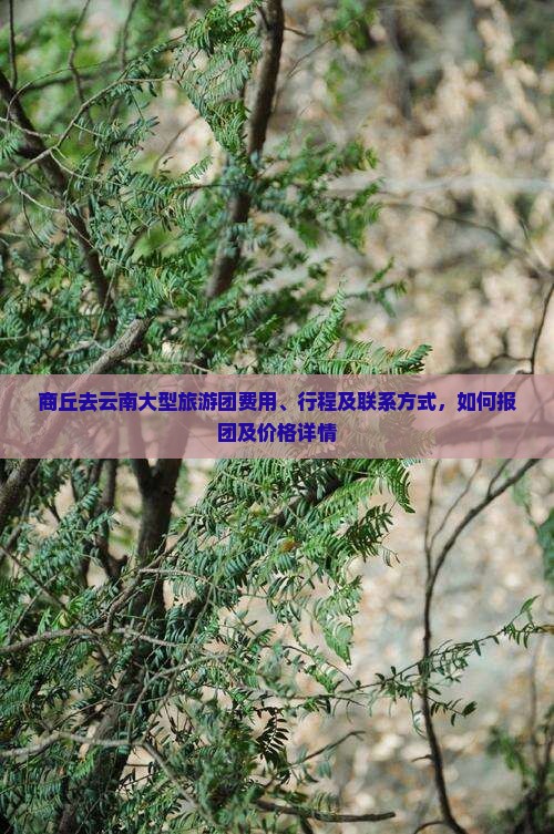 商丘去云南大型旅游团
