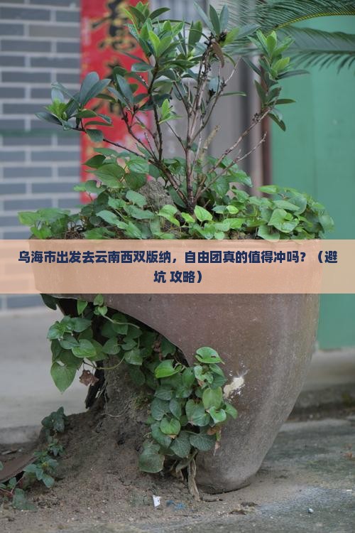 乌海市去云南西双版纳自由团