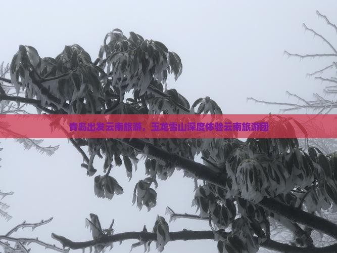 青岛到云南玉龙雪山大型旅游团