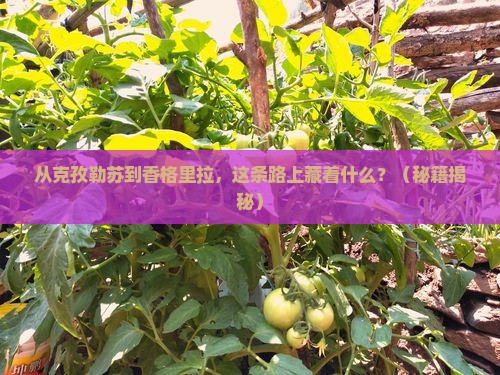 克孜勒苏去云南香格里拉必去地