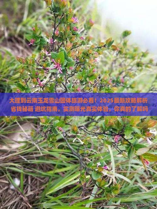 大理到云南玉龙雪山团体旅游 大理到云南玉龙雪山团体旅游