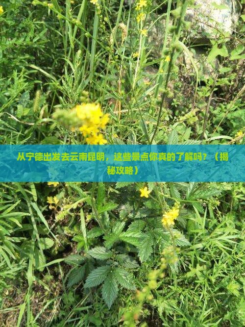 宁德去云南昆明景点