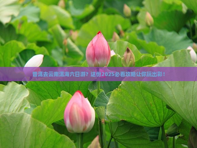普洱去云南洱海六日游