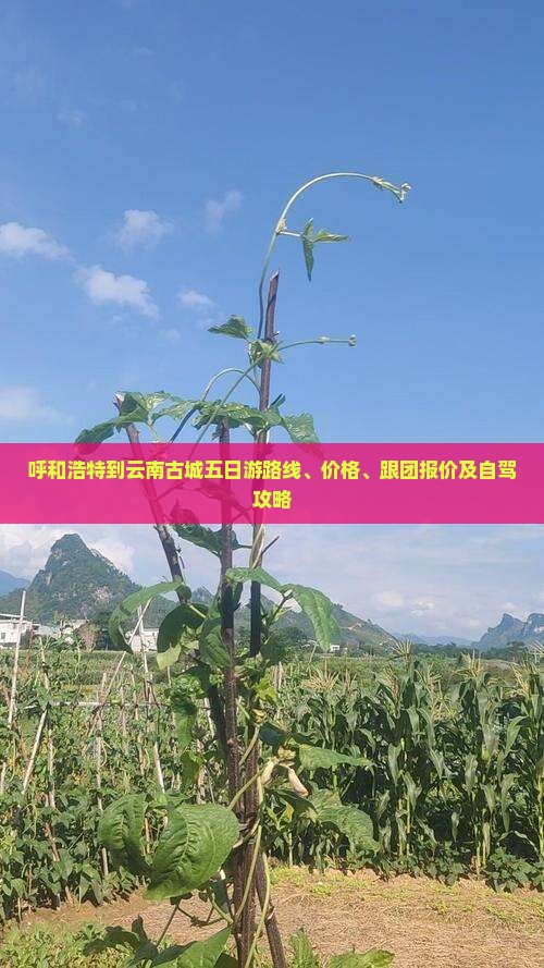 呼和浩特到云南古城五日游