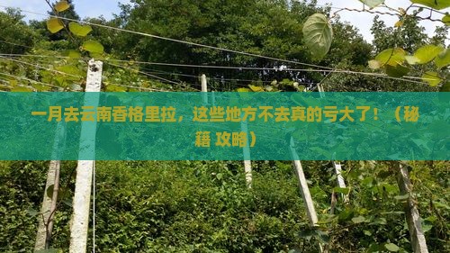 一月到云南香格里拉必去地