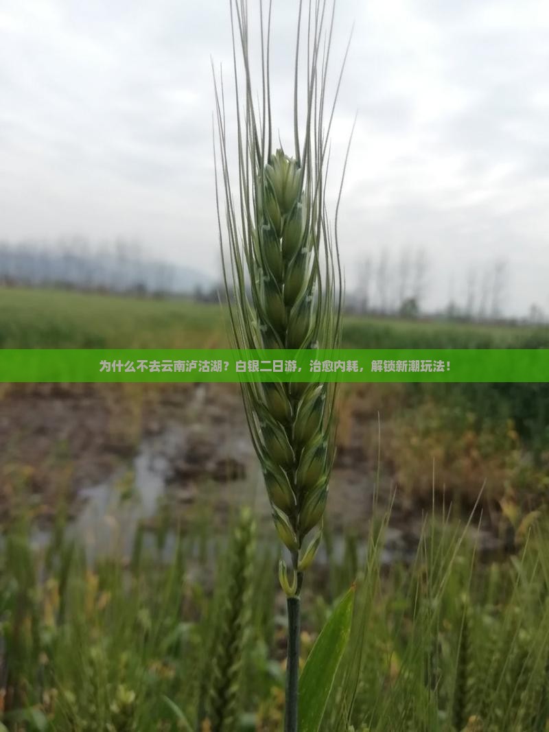 白银去云南泸沽湖二日游