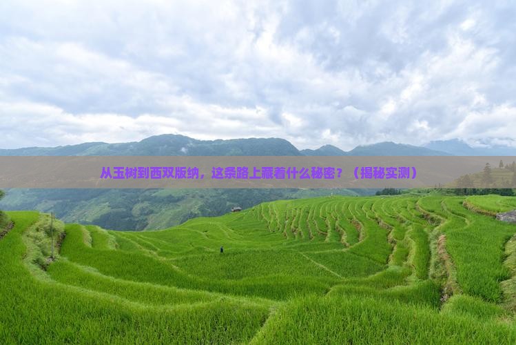 玉树去云南西双版纳哪里玩