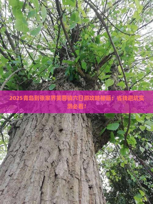 青岛到张家界芙蓉镇六日游