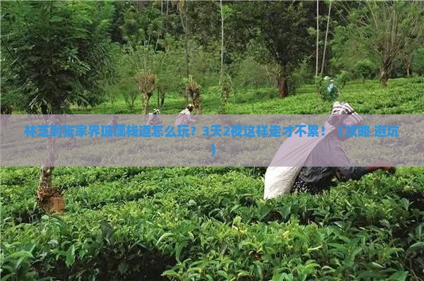 林芝到张家界玻璃栈道攻略