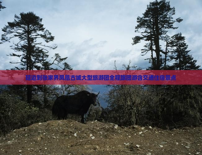 延边到张家界凤凰古城大型旅游团