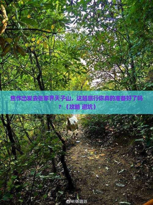 焦作去张家界天子山旅行社