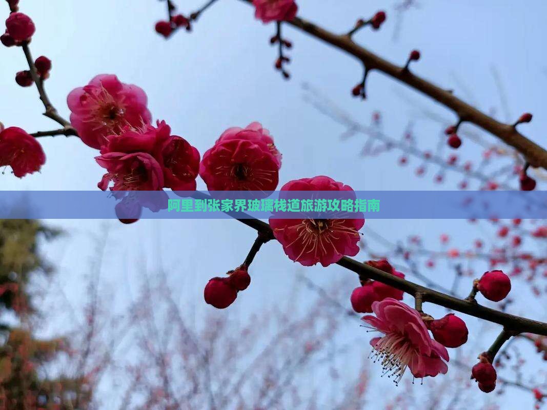 阿里到张家界玻璃栈道旅游