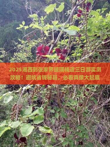 湘西到张家界玻璃栈道三日游