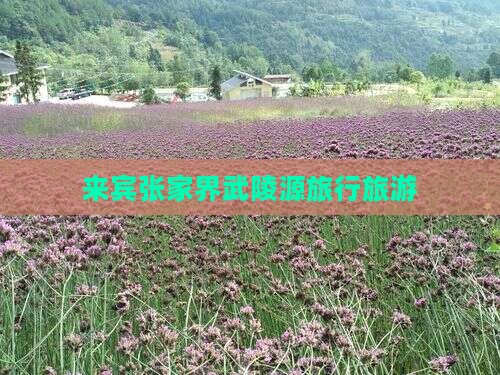 来宾去张家界武陵源大型旅游团
