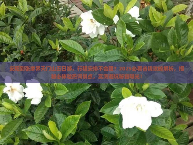 安阳到张家界天门山五日游