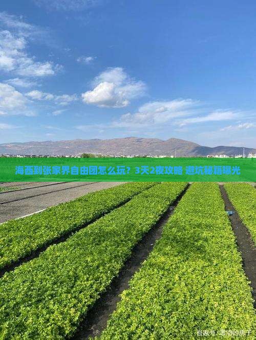 海西到张家界自由团