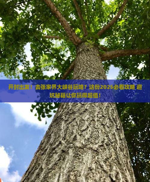 开封去张家界大峡谷团体旅游
