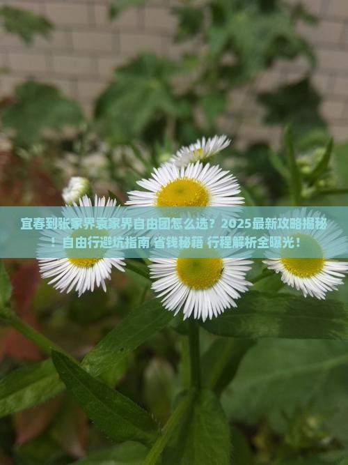 宜春到张家界袁家界自由团