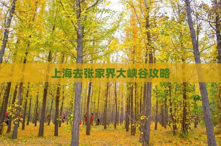 上海去张家界大峡谷攻略
