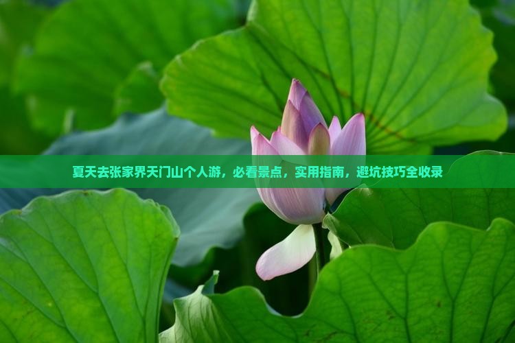 夏天去张家界天门山个人游