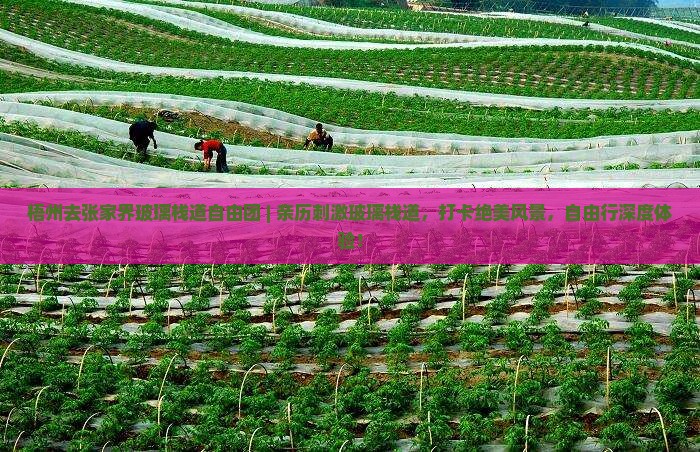 梧州去张家界玻璃栈道自由团