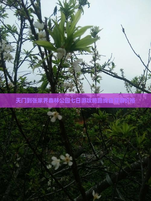 天门到张家界森林公园七日游