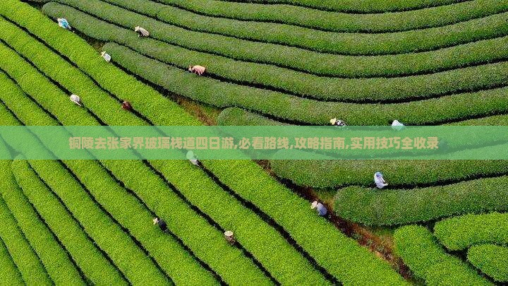 铜陵去张家界玻璃栈道四日游