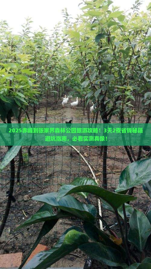 赤峰到张家界森林公园旅游