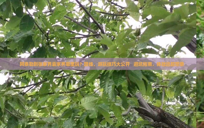 阿泰勒到张家界袁家界哪里玩