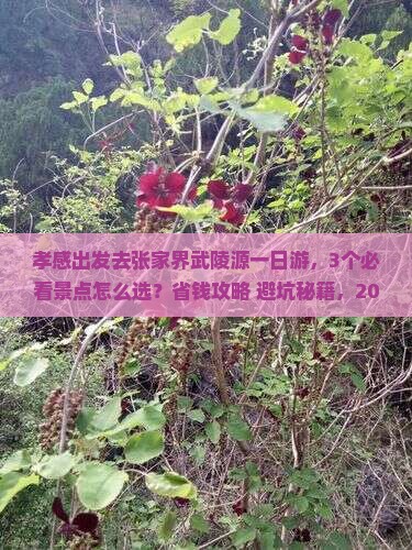 孝感去张家界武陵源一日