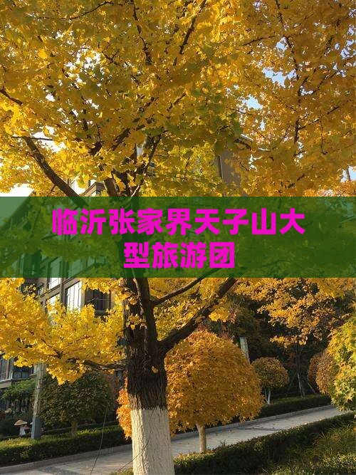 临沂去张家界天子山大型旅游团