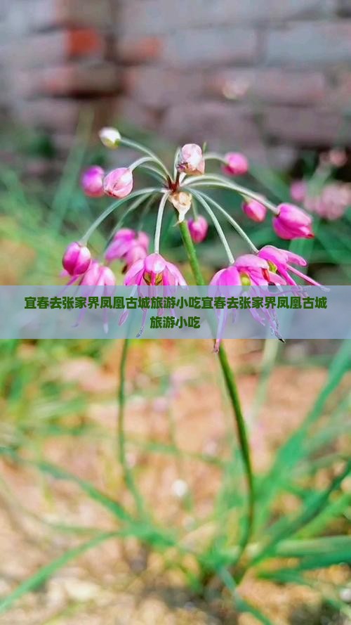 宜春去张家界凤凰古城旅游小吃