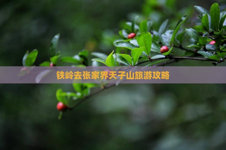 铁岭去张家界天子山哪里玩