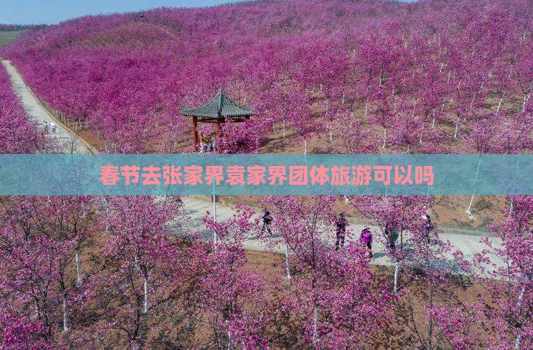 春节去张家界袁家界团体旅游