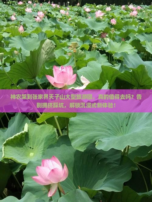 神农架到张家界天子山大型旅游团