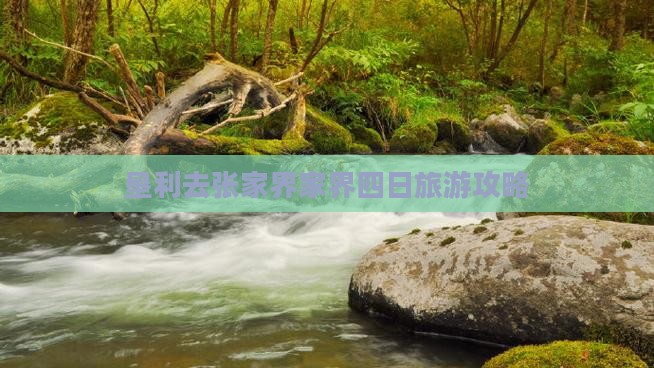 垦利去张家界天子山四日游