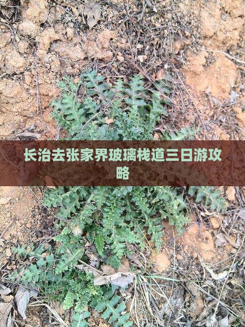 长治去张家界玻璃栈道三日游