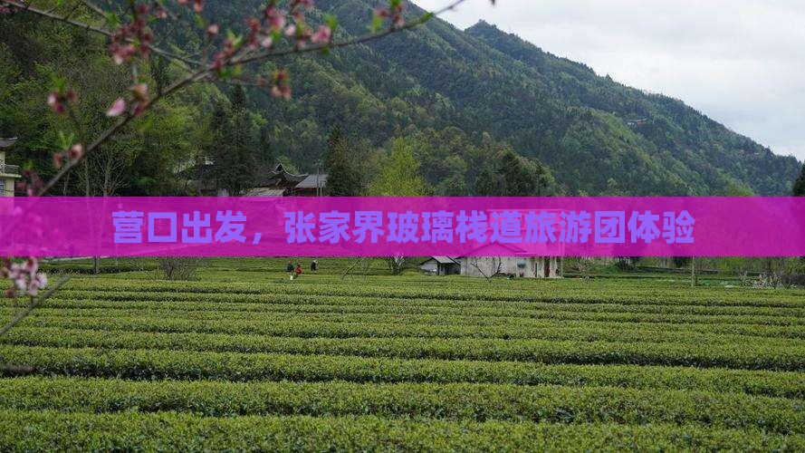 营口到张家界玻璃栈道大型旅游团