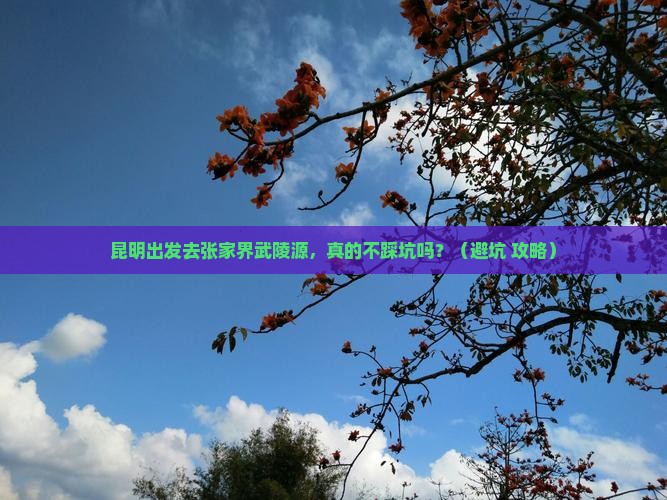 昆明去张家界武陵源旅行社