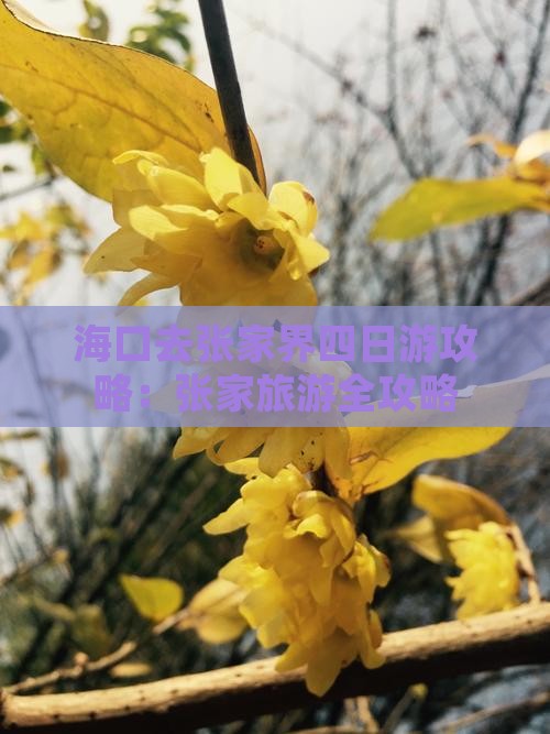 海口去张家界四日游