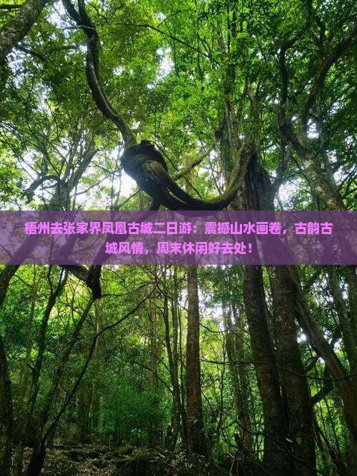 梧州去张家界凤凰古城二日游