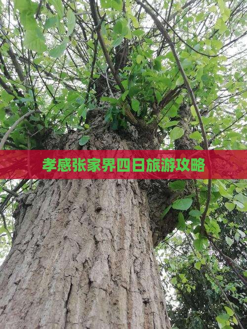 孝感到张家界四日游