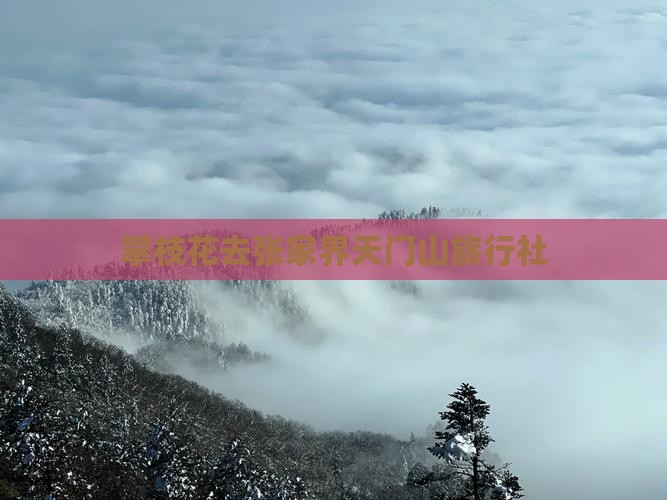 攀枝花去张家界天门山旅行社