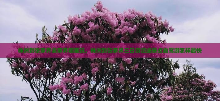 株洲到张家界袁家界哪里玩