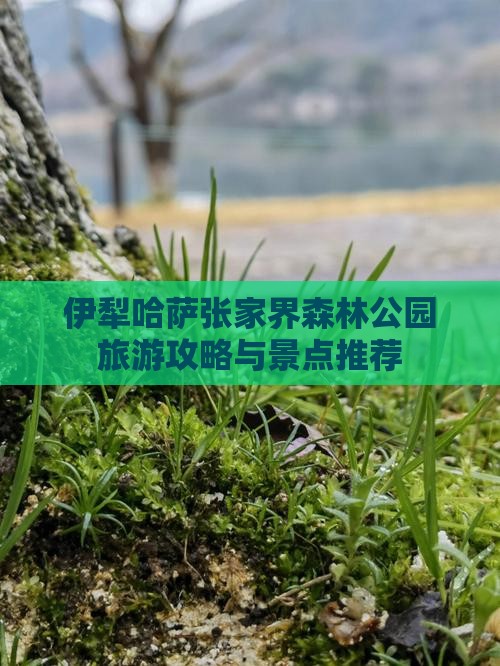 伊犁哈萨克去张家界森林公园自由团