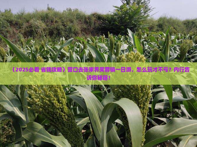 营口去张家界芙蓉镇一日